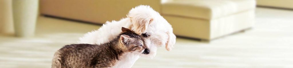 5 dicas para evitar que seu cão/gato seja envenenado